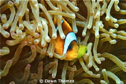 Red Sea Clown Fish at Home - Canon PowerShot G12, ISO 125... by Dawn Thomas 